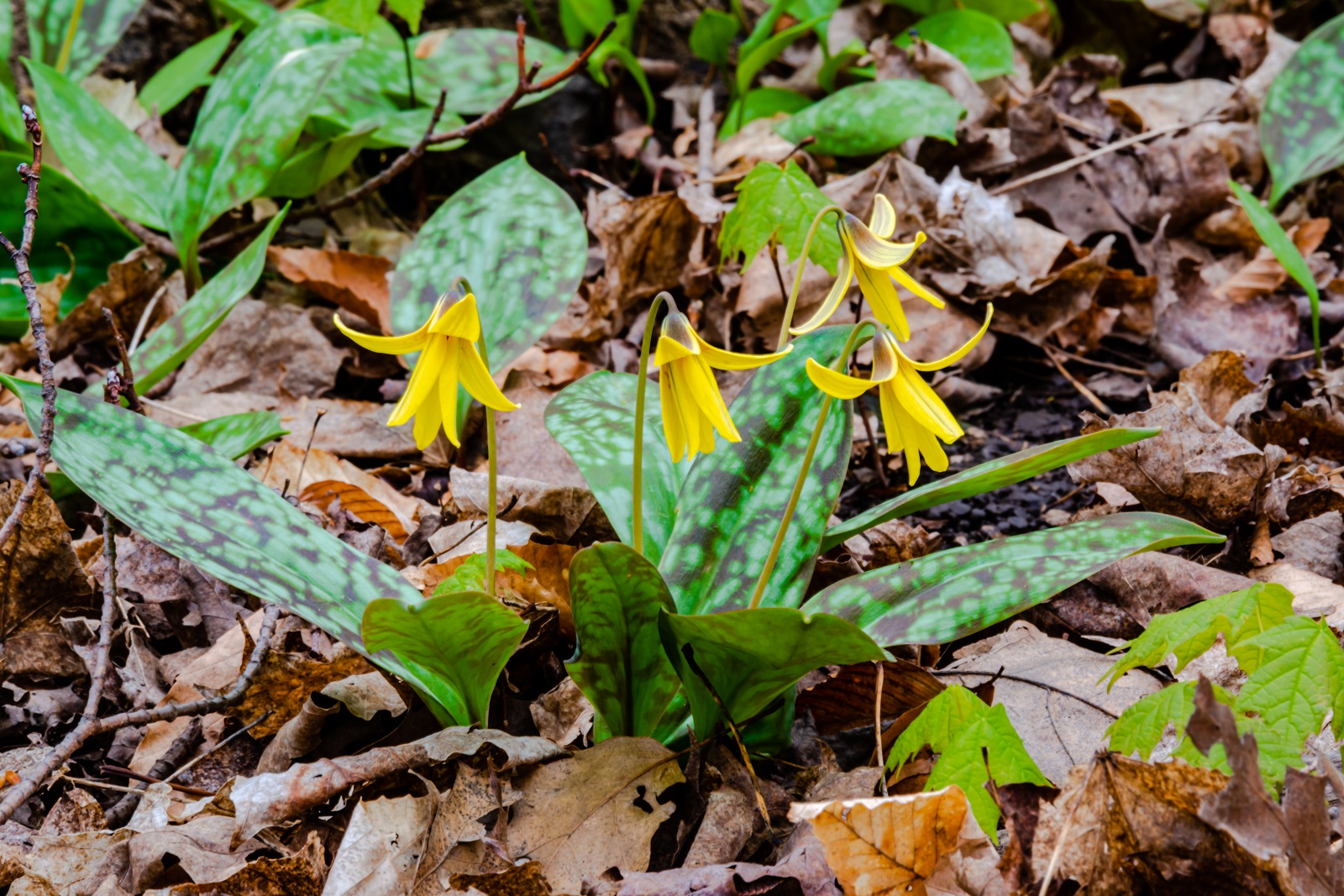 Erythronium dans un fond de jardin. © PitoFotos, Adobe Stock